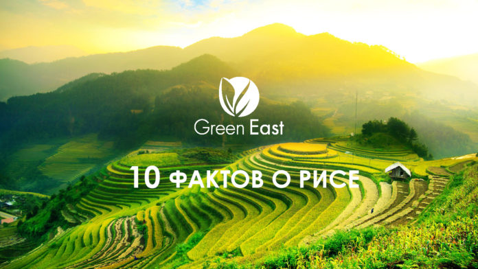 10 уникальных фактов о рисе