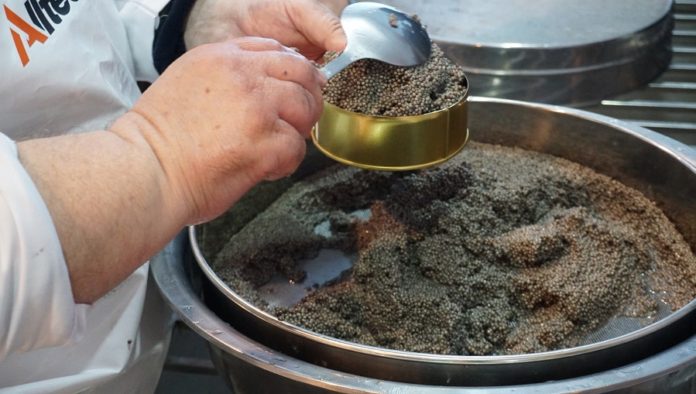 Как «добывают» чёрную икру