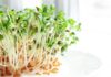 Как вырастить на подоконнике съедобную зелень?