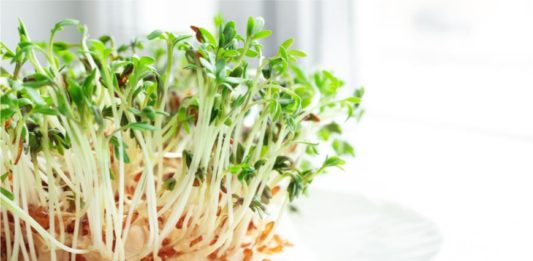 Pəncərə rəfində yeməli göyərtini necə yetişdirmək olar